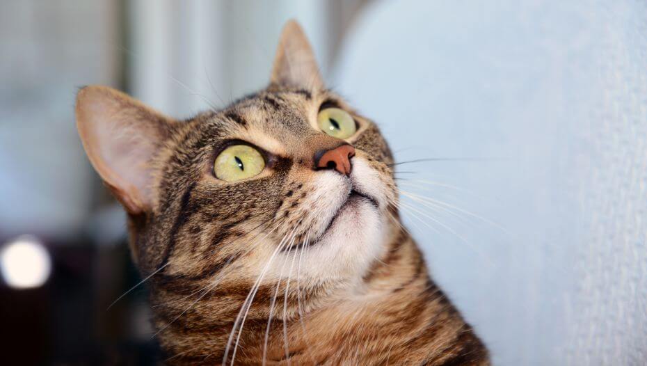 Bronze egyptian sales mau cat